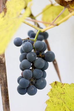 Sonbaharın özünü, olgunlaşmış Vitis Vinifera üzümlerinin yakın planıyla yakalayın. Sarıya dönüşen yapraklar, parlak bir arka planla hasat zamanı..