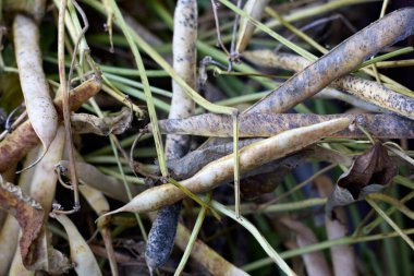 Kurumuş fasulye kabukları ve gövdelerinin detaylı görüntüsü, sonbahar bahçesi dokularını ve doğal renk değişimlerini açık hava ortamında sergiliyor, düşüşün özünü yakalıyor.