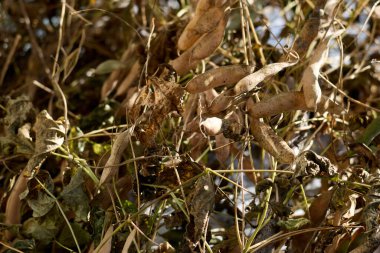 Detailed close-up shot capturing dried bean pods and leaves, displaying the intricate textures and patterns of autumn's natural decay, revealing the beauty of nature's cycle.