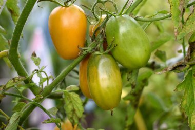 Bir bahçe serasında sarmaşıkta yetişen erik domatesleri, bir ev bahçesinde olgunlaşırken yeşilden sarıya geçişi gösteriyor..