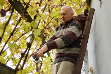 Merdivendeki yaşlı adam, sonbahar mevsiminde bahçesindeki üzüm bağlarını kırpma makası ile buduyor. Bahçe işleri ve bitki bakımı sürecini gösteriyor..