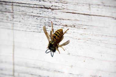 Extreme close-up of a vibrant european wasp perched on a white wooden surface, showcasing its intricate black and yellow striped body, legs, and delicate wings under the intense sunlight.