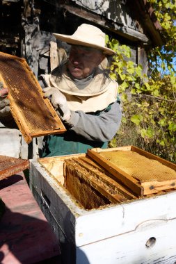 Arı yetiştiricisi, güneş altında koruyucu giysiler giyen, beyaz bir arı kovanından bal peteklerini dikkatlice inceleyerek, apikultür ve bal üretimine olan bağlılığını yansıtıyor..