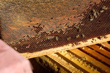 Arı kovanının içindeki bal peteği çerçevesinde arıların yakın plan çekimleri, karmaşık bal üretim sürecini gözler önüne seriyor, arıcılık ve çevre için apikultürün hayati rolünü vurguluyor.