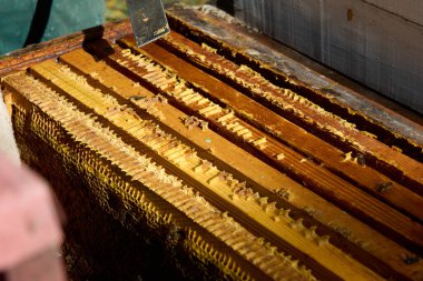 Arı kovanının altın bal, balmumu ve aktif arılarla dolu çerçevelerinin detaylı görüntüsü, arıcılığın özünü yakalamak, karmaşık kovan yapısı ve doğal bal yapma süreci