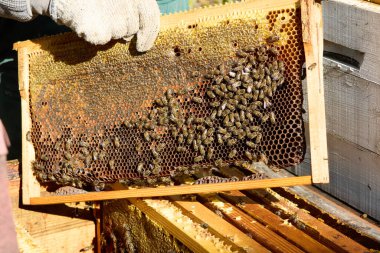 Arı yetiştiricisinin elinde bir bal peteği çerçevesi tutarken doğal gün ışığında yapılan teftiş sırasında kovanların karmaşık yapısını ve çalışkan faaliyetlerini gösteren bir fotoğraf..