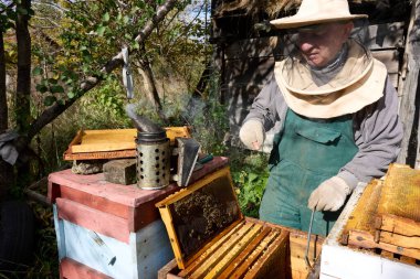Arı yetiştiricisi arıdaki bal peteği çerçevesini dikkatle inceliyor, arıları sakinleştirmek ve sokmaları önlemek için sigara içen arıları ve kırsal kesimdeki arıları koruyucu ekipmanlardaki bal ve sağlık kolonilerini inceliyor.
