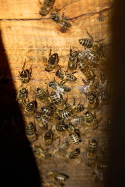 Ayrıntılı yakın plan çekimleri, ahşap bir yüzeye yığılmış gelişen bir arı kolonisini yakalar. Karmaşık sosyal yapılarını ve yumuşak, doğal ışık süreçlerini vurgular..