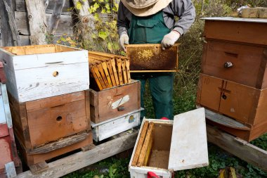 Koruyucu elbiseli arı yetiştiricisi bir çerçeveyi bal peteğiyle inceliyor arılarla ilgileniyor, arılara göz kulak oluyor, bahçede koruyucu giysiler giyiyor, dışarıda çalışıyor.