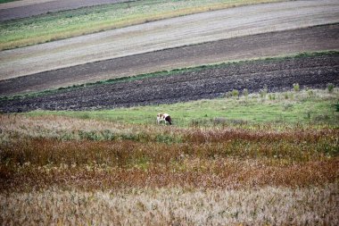 Idyllic rural scenery featuring a cow grazing peacefully in a lush meadow, diverse fields of crops, and tall brown grass under a cloudy sky in the serene countryside.