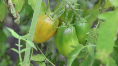 Sarmaşık üzümündeki olgunlaşmamış erik domateslerinin yakın plan çekimi, sarı güneş ışığında olgunlaşan, ev bahçelerini renklendiren, sebze yetiştiren ve bir bahçe ortamında organik ürün yetiştiren domatesler..