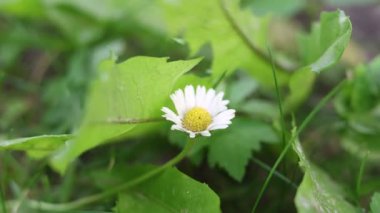 Yeşil yaprakların arasında açan canlı bir papatyanın yakın çekimi, doğanın güzelliğini vurguluyor, yumuşak bir odak ile baharda bir bahçede sakin ve huzurlu bir atmosfer yaratıyor..