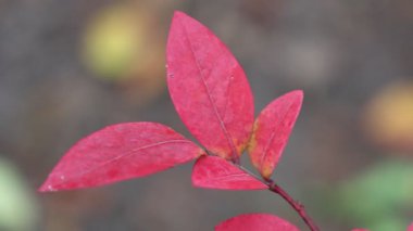 Canlı bir yakın plan, sonbaharda yaban mersini yapraklarının çarpıcı kırmızı tonlarını yakalar, yumuşak, bulanık bir zemin üzerine kurulur, sonbahar mevsiminin güzelliğini ve renk değişikliklerini vurgular..