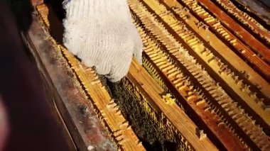 Doğal ortamda yıpranmış ahşap bir çitin üzerinde dinlenen klasik arı içicisi, dumandan nazikçe kaçıyorlar, sonbahar yaprakları ve arka planda bulanık bir bina, arıcılık ekipmanları sergiliyor.