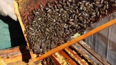 Doğal ortamda yıpranmış ahşap bir çitin üzerinde dinlenen klasik arı içicisi, dumandan nazikçe kaçıyorlar, sonbahar yaprakları ve arka planda bulanık bir bina, arıcılık ekipmanları sergiliyor.