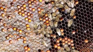 Doğal ortamda yıpranmış ahşap bir çitin üzerinde dinlenen klasik arı içicisi, dumandan nazikçe kaçıyorlar, sonbahar yaprakları ve arka planda bulanık bir bina, arıcılık ekipmanları sergiliyor.