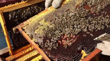 Doğal ortamda yıpranmış ahşap bir çitin üzerinde dinlenen klasik arı içicisi, dumandan nazikçe kaçıyorlar, sonbahar yaprakları ve arka planda bulanık bir bina, arıcılık ekipmanları sergiliyor.