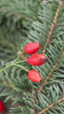 Canlı yeşil ladin iğnelerinin arasına yerleşmiş parlak kırmızı gül kalçalarının detaylı görüntüsü, doğal güzelliğin ve mevsimsel kontrastın özünü yakına çekerek.