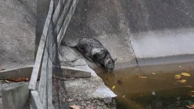 Kanaldan su içen gri tekir kedi bulutlu bir günde ahşap ve tel örgülerin yanında beton bir kenara tünemiş vahşi hayatın samimi bir anını yakalıyor..