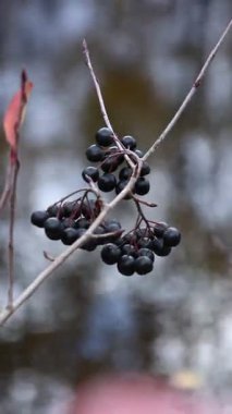 Boğaz üzümleri, sonbaharın sonlarına doğru hassas dalları süsler, doğanın esnekliğinin ve güzelliğinin bir göstergesi olarak, hasat mevsiminin gelişinin habercisi olarak,.