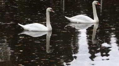 Huzurlu bir gölette süzülen iki sessiz kuğunun sakin manzarası. Düşen yapraklarla kaplı suda mükemmel yansımalar yaratıyor. Sahneye sükunet katıyor..
