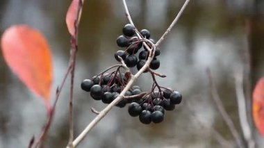 Aronia melanocarpa 'yı yakına çekerken, dalında koyu, olgun böğürtlenlerini ve canlı sonbahar yapraklarını sergilerken, doğal güzelliği arttıran bulanık bir zemin oluşturur..