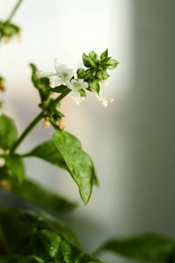 Büyüleyici bir yakın plan, çiçekli fesleğenin zarafetini yakalar, taze yeşil yapraklarını ve narin beyaz çiçeklerini bulanık bir arka planla sergiler..