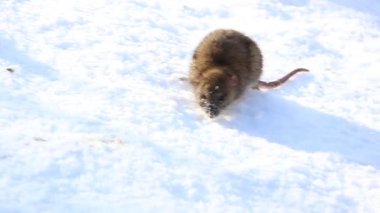 Vahşi kahverengi bir sıçan buz gibi kışın ortasında özenle besin arar. İnce kuyruğu karda hassas izler bırakır. Hayatta kalma içgüdülerini gösterir..