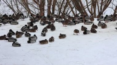 Karla kaplı bir dala tünemiş dikkatli bir karga kış sahnesinde uçuyor. Çırılçıplak ağaçlar ve asgari yeşillik hakim, çelişkili dokular üzerine bir çalışma..