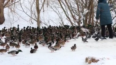 Karla kaplı bir dala tünemiş dikkatli bir karga kış sahnesinde uçuyor. Çırılçıplak ağaçlar ve asgari yeşillik hakim, çelişkili dokular üzerine bir çalışma..