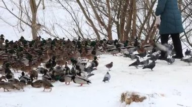 Karla kaplı bir dala tünemiş dikkatli bir karga kış sahnesinde uçuyor. Çırılçıplak ağaçlar ve asgari yeşillik hakim, çelişkili dokular üzerine bir çalışma..