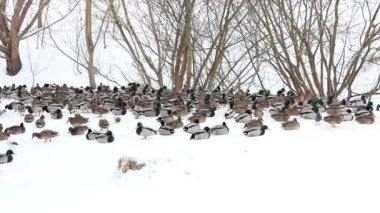Karla kaplı bir dala tünemiş dikkatli bir karga kış sahnesinde uçuyor. Çırılçıplak ağaçlar ve asgari yeşillik hakim, çelişkili dokular üzerine bir çalışma..