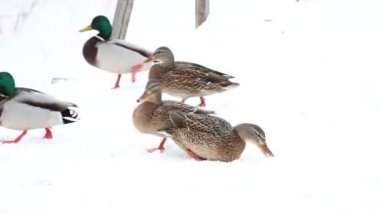 Karla kaplı bir dala tünemiş dikkatli bir karga kış sahnesinde uçuyor. Çırılçıplak ağaçlar ve asgari yeşillik hakim, çelişkili dokular üzerine bir çalışma..