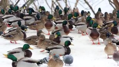 Karla kaplı bir dala tünemiş dikkatli bir karga kış sahnesinde uçuyor. Çırılçıplak ağaçlar ve asgari yeşillik hakim, çelişkili dokular üzerine bir çalışma..