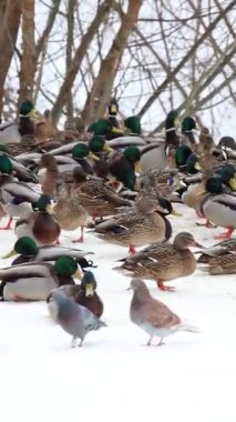 Karla kaplı bir dala tünemiş dikkatli bir karga kış sahnesinde uçuyor. Çırılçıplak ağaçlar ve asgari yeşillik hakim, çelişkili dokular üzerine bir çalışma..