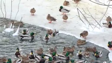 Karla kaplı bir dala tünemiş dikkatli bir karga kış sahnesinde uçuyor. Çırılçıplak ağaçlar ve asgari yeşillik hakim, çelişkili dokular üzerine bir çalışma..