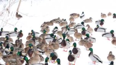 Karla kaplı bir dala tünemiş dikkatli bir karga kış sahnesinde uçuyor. Çırılçıplak ağaçlar ve asgari yeşillik hakim, çelişkili dokular üzerine bir çalışma..
