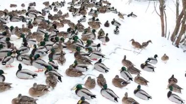 Karla kaplı bir dala tünemiş dikkatli bir karga kış sahnesinde uçuyor. Çırılçıplak ağaçlar ve asgari yeşillik hakim, çelişkili dokular üzerine bir çalışma..