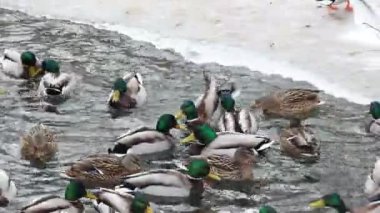 Karla kaplı bir dala tünemiş dikkatli bir karga kış sahnesinde uçuyor. Çırılçıplak ağaçlar ve asgari yeşillik hakim, çelişkili dokular üzerine bir çalışma..