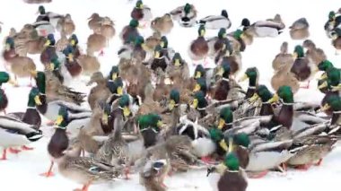 Karla kaplı bir dala tünemiş dikkatli bir karga kış sahnesinde uçuyor. Çırılçıplak ağaçlar ve asgari yeşillik hakim, çelişkili dokular üzerine bir çalışma..