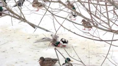 Karla kaplı bir dala tünemiş dikkatli bir karga kış sahnesinde uçuyor. Çırılçıplak ağaçlar ve asgari yeşillik hakim, çelişkili dokular üzerine bir çalışma..