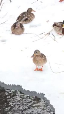 Karla kaplı bir dala tünemiş dikkatli bir karga kış sahnesinde uçuyor. Çırılçıplak ağaçlar ve asgari yeşillik hakim, çelişkili dokular üzerine bir çalışma..