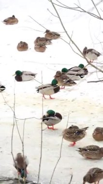 Karla kaplı bir dala tünemiş dikkatli bir karga kış sahnesinde uçuyor. Çırılçıplak ağaçlar ve asgari yeşillik hakim, çelişkili dokular üzerine bir çalışma..