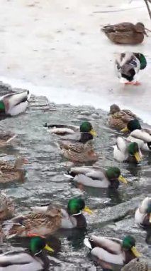 Karla kaplı bir dala tünemiş dikkatli bir karga kış sahnesinde uçuyor. Çırılçıplak ağaçlar ve asgari yeşillik hakim, çelişkili dokular üzerine bir çalışma..