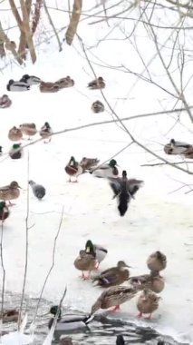 Karla kaplı bir dala tünemiş dikkatli bir karga kış sahnesinde uçuyor. Çırılçıplak ağaçlar ve asgari yeşillik hakim, çelişkili dokular üzerine bir çalışma..