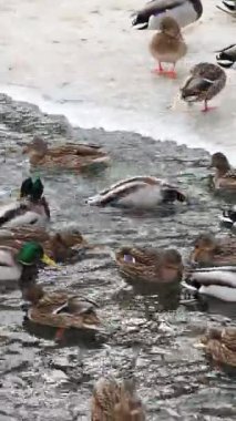 Karla kaplı bir dala tünemiş dikkatli bir karga kış sahnesinde uçuyor. Çırılçıplak ağaçlar ve asgari yeşillik hakim, çelişkili dokular üzerine bir çalışma..