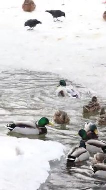 Karla kaplı bir dala tünemiş dikkatli bir karga kış sahnesinde uçuyor. Çırılçıplak ağaçlar ve asgari yeşillik hakim, çelişkili dokular üzerine bir çalışma..