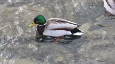 Karla kaplı bir dala tünemiş dikkatli bir karga kış sahnesinde uçuyor. Çırılçıplak ağaçlar ve asgari yeşillik hakim, çelişkili dokular üzerine bir çalışma..