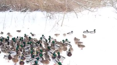 Karla kaplı bir dala tünemiş dikkatli bir karga kış sahnesinde uçuyor. Çırılçıplak ağaçlar ve asgari yeşillik hakim, çelişkili dokular üzerine bir çalışma..