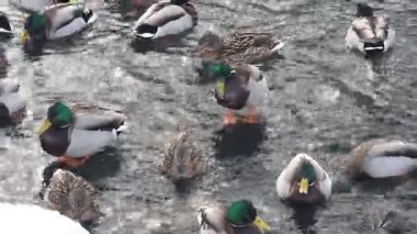 Karla kaplı bir dala tünemiş dikkatli bir karga kış sahnesinde uçuyor. Çırılçıplak ağaçlar ve asgari yeşillik hakim, çelişkili dokular üzerine bir çalışma..